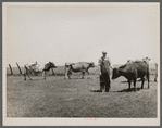 Marion Hills, rehabilitation client, and dual purpose cattle purchased with rehabilitation loan. Center County, Iowa.