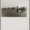 Marion Hills, rehabilitation client, and dual purpose cattle purchased with rehabilitation loan. Center County, Iowa.
