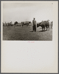 Marion Hills, rehabilitation client, and dual purpose cattle purchased with rehabilitation loan. Center County, Iowa.