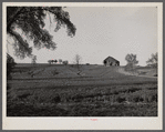 An Iowa farm scene. Fifteen miles north of Des Moines, Iowa.