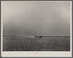 Harvesting fall wheat in Arkansas near Little Rock.