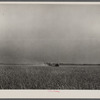 Harvesting fall wheat in Arkansas near Little Rock.