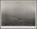 Harvesting fall wheat in Arkansas near Little Rock.
