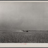 Harvesting fall wheat in Arkansas near Little Rock.