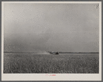 Harvesting fall wheat in Arkansas near Little Rock.
