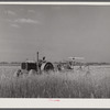 Harvesting fall wheat in Arkansas near Little Rock.