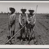 Children chopping cotton. Near Marked Tree, Arkansas. (Ages, left to right: ten years, thirteen years, eight years).