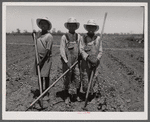 Children chopping cotton. Near Marked Tree, Arkansas. (Ages, left to right: ten years, thirteen years, eight years).