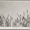 Wheat tops near Batesville, Arkansas.