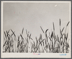 Wheat tops near Batesville, Arkansas.