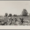 Rehabilitation clients in garden showing cabbages grown this season. Near Batesville, Arkansas.
