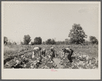 Rehabilitation clients in garden showing cabbages grown this season. Near Batesville, Arkansas.