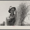 Wheat binding near Batesville, Arkansas[?]