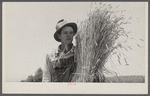 Wheat binding near Batesville, Arkansas[?]