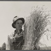 Wheat binding near Batesville, Arkansas[?]