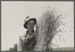 Wheat binding near Batesville, Arkansas[?]