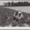 Resettlement Administration rehabilitation loan supervisor talking with client on potato raising problems. Near Batesville, Arkansas.