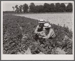 Resettlement Administration rehabilitation loan supervisor talking with client on potato raising problems. Near Batesville, Arkansas.