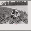 Resettlement Administration rehabilitation loan supervisor talking with client on potato raising problems. Near Batesville, Arkansas.