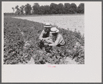 Resettlement Administration rehabilitation loan supervisor talking with client on potato raising problems. Near Batesville, Arkansas.