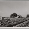 Community sweet potato plant projects at Lake Dick resettlement project near Althimer, Arkansas, showing hot beds with plants ready for transplanting. There are enough plants here for fifty acres and one hundred families.