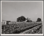 Community sweet potato plant projects at Lake Dick resettlement project near Althimer, Arkansas, showing hot beds with plants ready for transplanting. There are enough plants here for fifty acres and one hundred families.