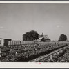 Community sweet potato plant projects at Lake Dick resettlement project near Althimer, Arkansas, showing hot beds with plants ready for transplanting. There are enough plants here for fifty acres and one hundred families.