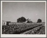 Community sweet potato plant projects at Lake Dick resettlement project near Althimer, Arkansas, showing hot beds with plants ready for transplanting. There are enough plants here for fifty acres and one hundred families.
