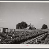 Community sweet potato plant projects at Lake Dick resettlement project near Althimer, Arkansas, showing hot beds with plants ready for transplanting. There are enough plants here for fifty acres and one hundred families.