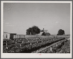 Community sweet potato plant projects at Lake Dick resettlement project near Althimer, Arkansas, showing hot beds with plants ready for transplanting. There are enough plants here for fifty acres and one hundred families.