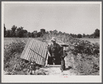 Rehabilitation Administration client standing in opening of storm cellar which is used also to store hundreds of cans of food. Near Batesville, Arkansas.
