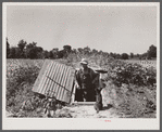Rehabilitation Administration client standing in opening of storm cellar which is used also to store hundreds of cans of food. Near Batesville, Arkansas.