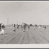 Cotton chopping on Mississippi Delta land near Clarksdale, Mississippi.