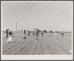 Cotton chopping on Mississippi Delta land near Clarksdale, Mississippi.