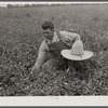 White Dutch clover (seed and hay) of rehabilitation client. St. Charles Parish. Near New Orleans, Louisana.