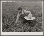 White Dutch clover (seed and hay) of rehabilitation client. St. Charles Parish. Near New Orleans, Louisana.