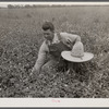 White Dutch clover (seed and hay) of rehabilitation client. St. Charles Parish. Near New Orleans, Louisana.
