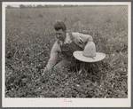 White Dutch clover (seed and hay) of rehabilitation client. St. Charles Parish. Near New Orleans, Louisana.