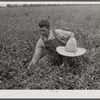 White Dutch clover (seed and hay) of rehabilitation client. St. Charles Parish. Near New Orleans, Louisana.