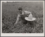 White Dutch clover (seed and hay) of rehabilitation client. St. Charles Parish. Near New Orleans, Louisana.