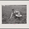 White Dutch clover (seed and hay) of rehabilitation client. St. Charles Parish. Near New Orleans, Louisana.