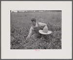 White Dutch clover (seed and hay) of rehabilitation client. St. Charles Parish. Near New Orleans, Louisana.