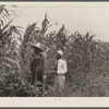 Rehabilitation client and rehabilitation loan supervisor in St. Charles Parish near New Orleans looking over corn yielding: one hundred bushels an acre.