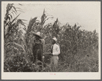 Rehabilitation client and rehabilitation loan supervisor in St. Charles Parish near New Orleans looking over corn yielding: one hundred bushels an acre.