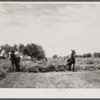 Threshing white dutch clover at farm in St. Charles Parish, near New Orleans, Louisana.