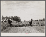 Threshing white dutch clover at farm in St. Charles Parish, near New Orleans, Louisana.