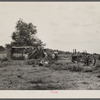 Threshing white dutch clover at farm in St. Charles Parish, near New Orleans, Louisana.