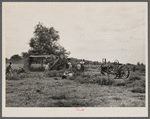 Threshing white dutch clover at farm in St. Charles Parish, near New Orleans, Louisana.