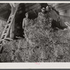 Salinas Valley, California. Baled guayule is being stored.