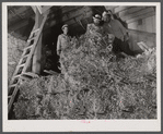 Salinas Valley, California. Baled guayule is being stored.